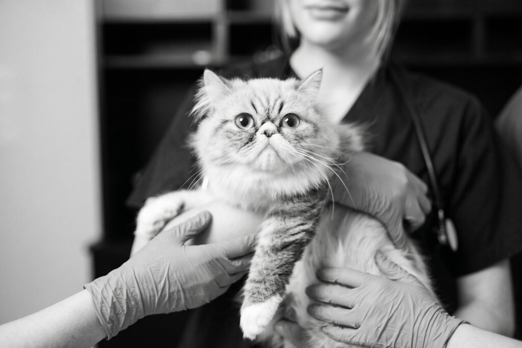 Gato de pelo largo y perro pequeño sobre una camilla de clínica veterinaria junto a dos profesionales sanitarios